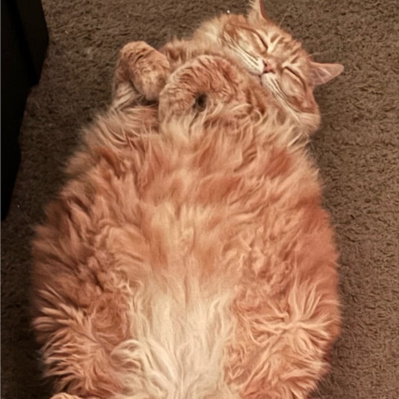 gingertamale